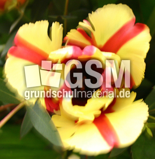 Tulpe-gezackt.jpg